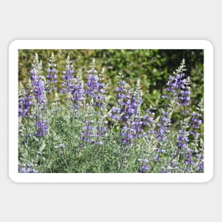 Flowers, purple lupines, nature, gifts, Violet Sublime Sticker